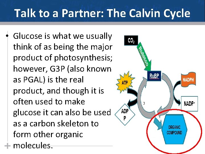 Talk to a Partner: The Calvin Cycle • Glucose is what we usually think