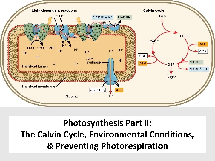 Photosynthesis Part II: The Calvin Cycle, Environmental Conditions, & Preventing Photorespiration 