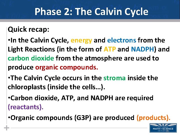 Phase 2: The Calvin Cycle Quick recap: • In the Calvin Cycle, energy and