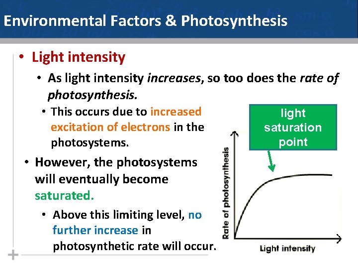 Environmental Factors & Photosynthesis • Light intensity • As light intensity increases, so too