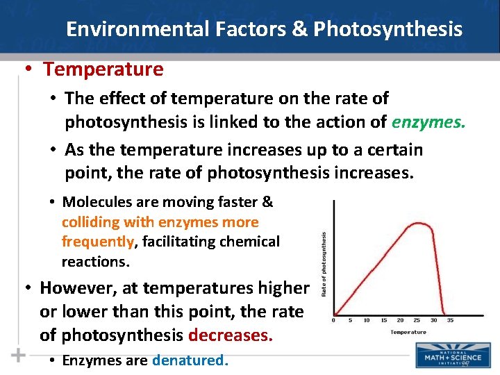 Environmental Factors & Photosynthesis • Temperature • The effect of temperature on the rate