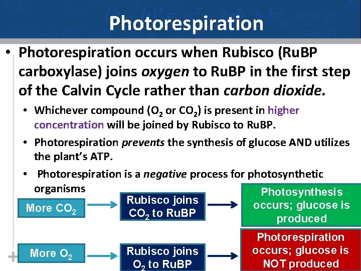 Photorespiration • Photorespiration occurs when Rubisco (Ru. BP carboxylase) joins oxygen to Ru. BP