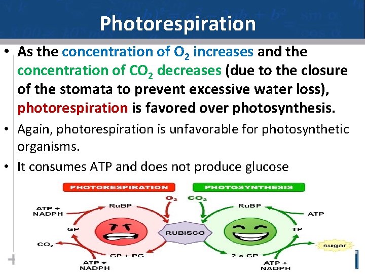 Photorespiration • As the concentration of O 2 increases and the concentration of CO