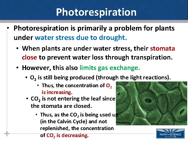 Photorespiration • Photorespiration is primarily a problem for plants under water stress due to