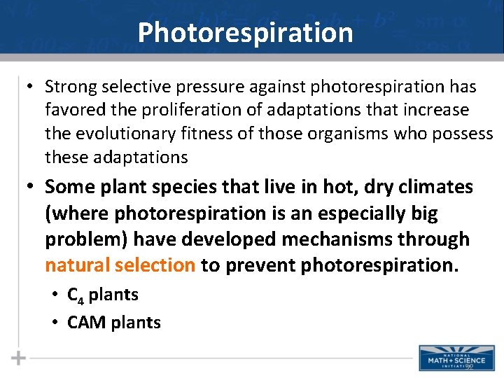 Photorespiration • Strong selective pressure against photorespiration has favored the proliferation of adaptations that