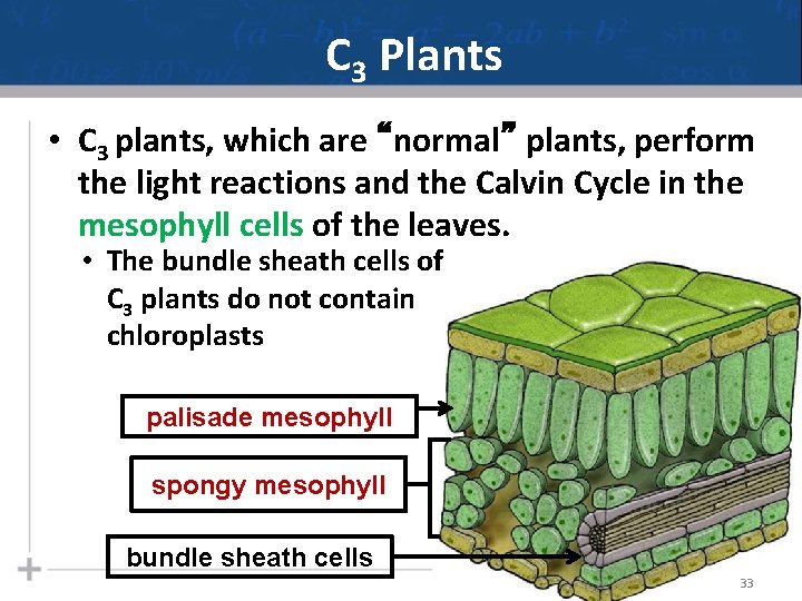 C 3 Plants • C 3 plants, which are “normal” plants, perform the light