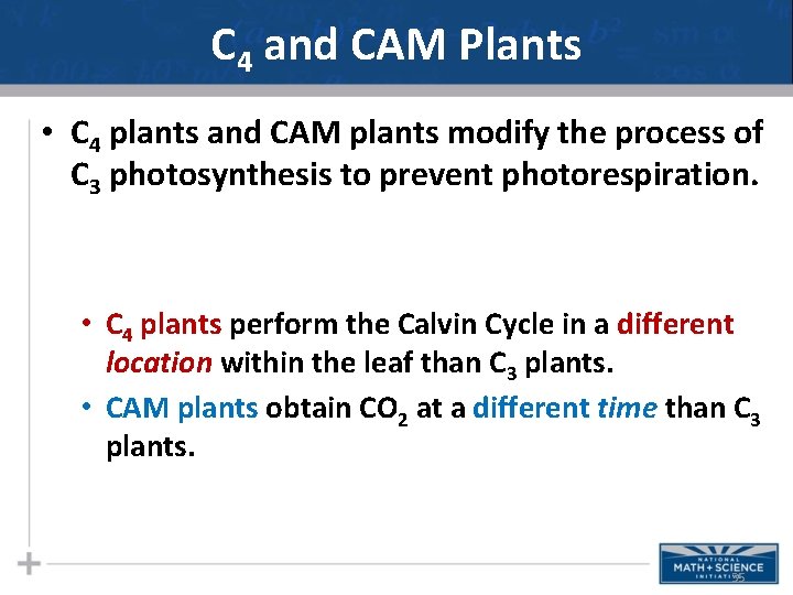 C 4 and CAM Plants • C 4 plants and CAM plants modify the