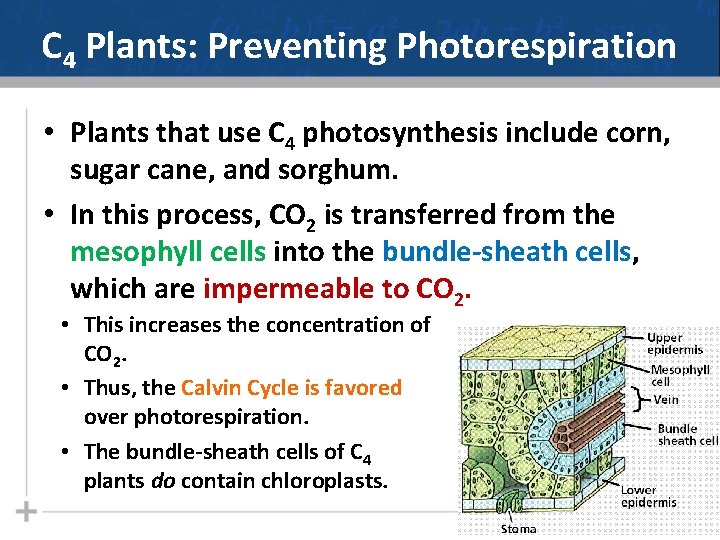 C 4 Plants: Preventing Photorespiration • Plants that use C 4 photosynthesis include corn,