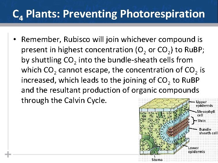 C 4 Plants: Preventing Photorespiration • Remember, Rubisco will join whichever compound is present