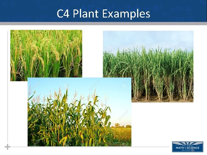 C 4 Plant Examples 39 