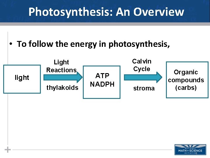 Photosynthesis: An Overview • To follow the energy in photosynthesis, Light Reactions light thylakoids