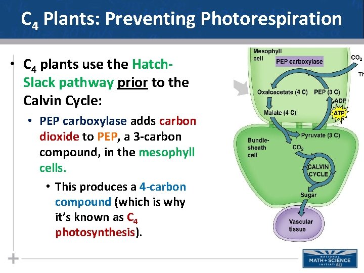 C 4 Plants: Preventing Photorespiration • C 4 plants use the Hatch. Slack pathway