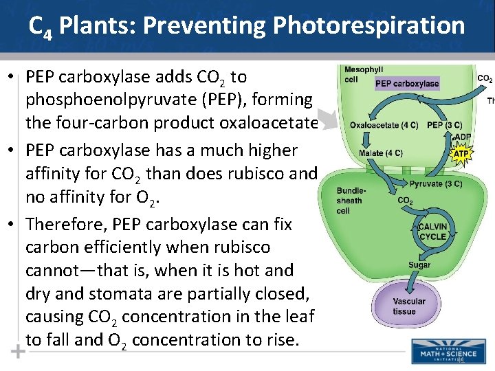 C 4 Plants: Preventing Photorespiration • PEP carboxylase adds CO 2 to phosphoenolpyruvate (PEP),