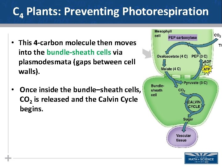 C 4 Plants: Preventing Photorespiration • This 4 -carbon molecule then moves into the