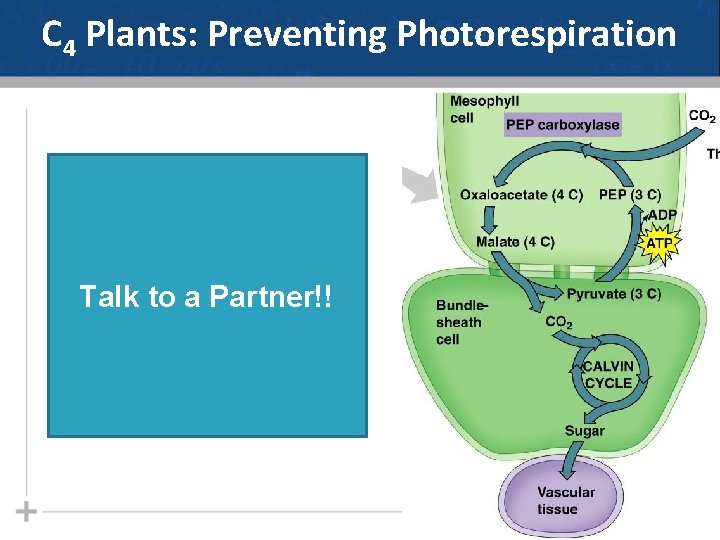 C 4 Plants: Preventing Photorespiration Talk to a Partner!! 43 