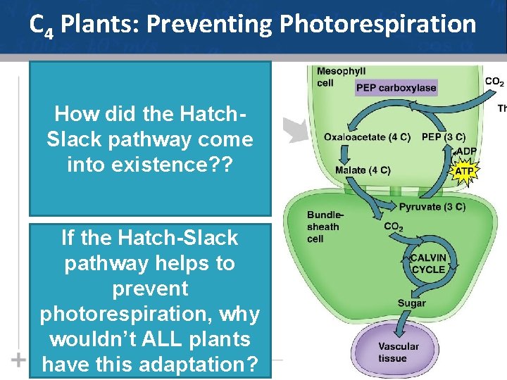 C 4 Plants: Preventing Photorespiration How did the Hatch. Slack pathway come into existence?