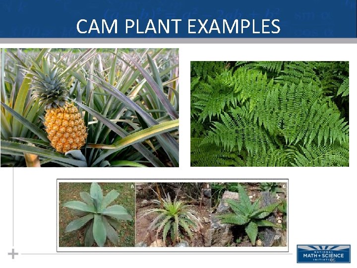 CAM PLANT EXAMPLES 46 