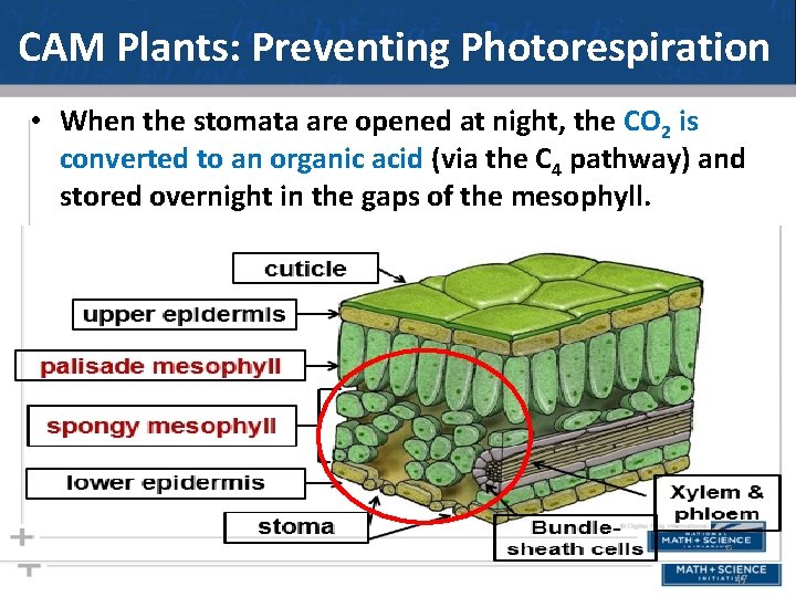 CAM Plants: Preventing Photorespiration • When the stomata are opened at night, the CO