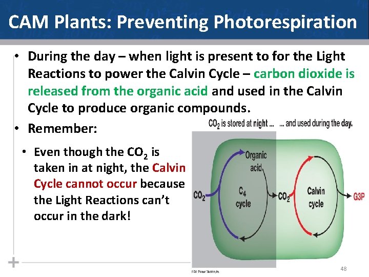 CAM Plants: Preventing Photorespiration • During the day – when light is present to