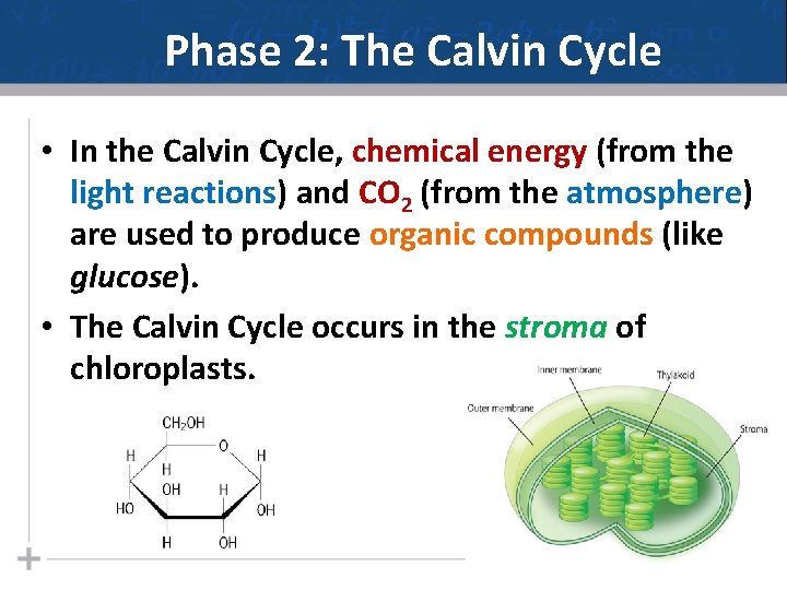 Phase 2: The Calvin Cycle • In the Calvin Cycle, chemical energy (from the