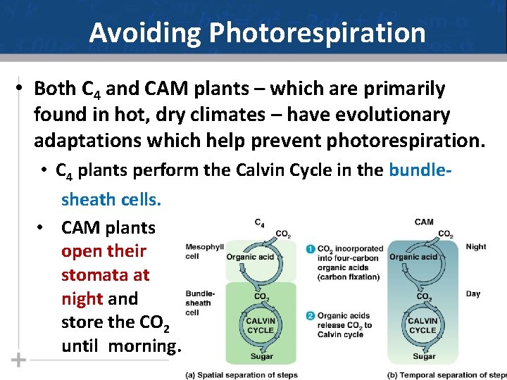 Avoiding Photorespiration • Both C 4 and CAM plants – which are primarily found