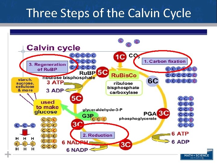 Three Steps of the Calvin Cycle 6 