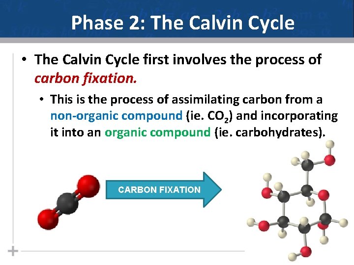 Phase 2: The Calvin Cycle • The Calvin Cycle first involves the process of