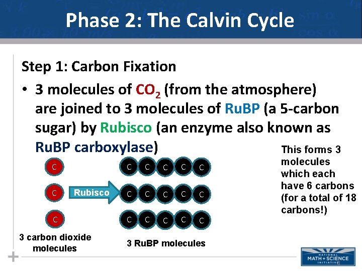 Phase 2: The Calvin Cycle Step 1: Carbon Fixation • 3 molecules of CO