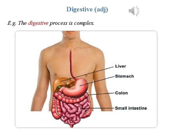 Digestive (adj) E. g. The digestive process is complex. 