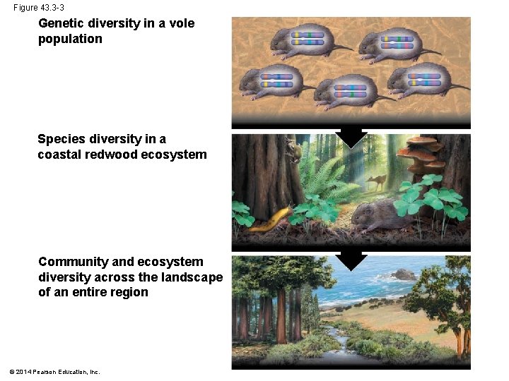 Figure 43. 3 -3 Genetic diversity in a vole population Species diversity in a