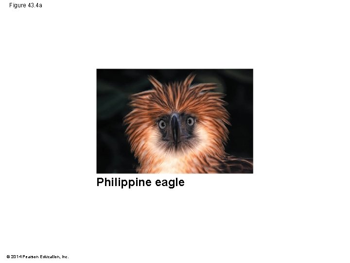 Figure 43. 4 a Philippine eagle © 2014 Pearson Education, Inc. 