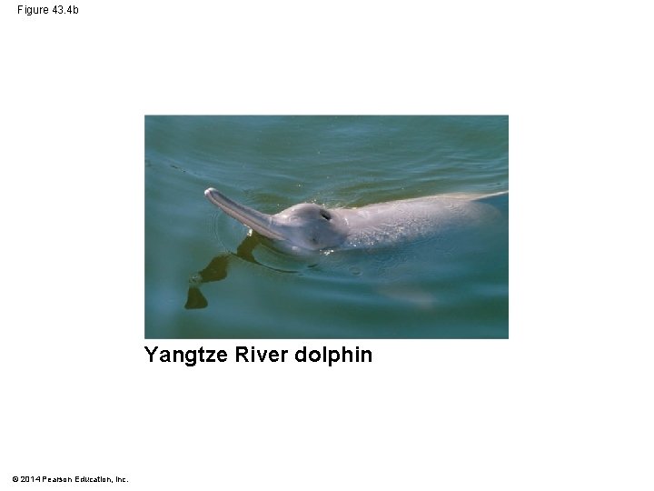 Figure 43. 4 b Yangtze River dolphin © 2014 Pearson Education, Inc. 