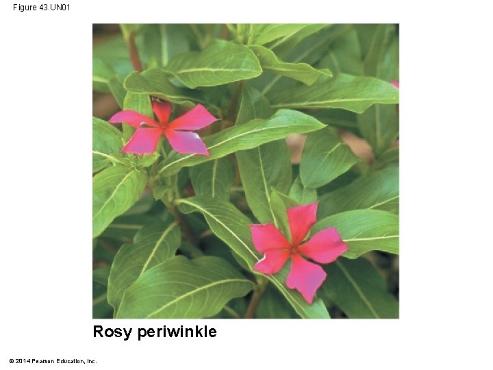 Figure 43. UN 01 Rosy periwinkle © 2014 Pearson Education, Inc. 