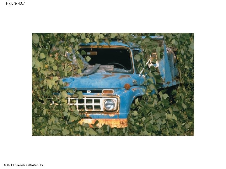 Figure 43. 7 © 2014 Pearson Education, Inc. 