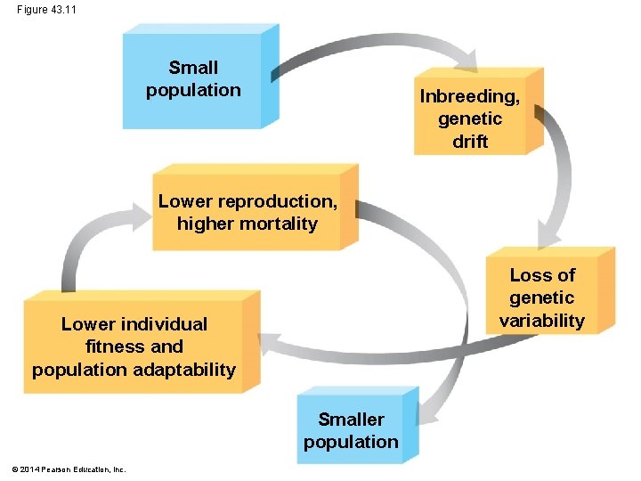 Figure 43. 11 Small population Inbreeding, genetic drift Lower reproduction, higher mortality Loss of