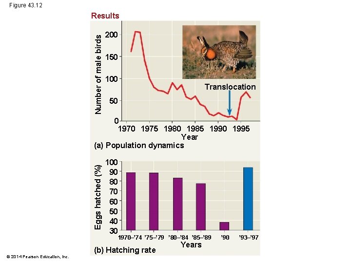 Figure 43. 12 Number of male birds Results 200 150 100 Translocation 50 Eggs