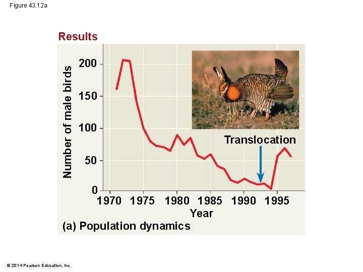 Figure 43. 12 a Number of male birds Results 200 150 100 Translocation 50