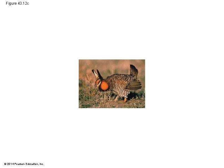 Figure 43. 12 c © 2014 Pearson Education, Inc. 