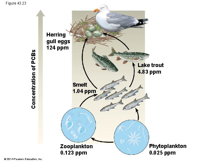 Concentration of PCBs Figure 43. 23 Herring gull eggs 124 ppm Lake trout 4.