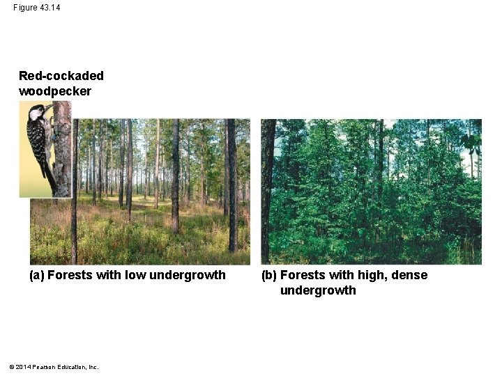 Figure 43. 14 Red-cockaded woodpecker (a) Forests with low undergrowth © 2014 Pearson Education,