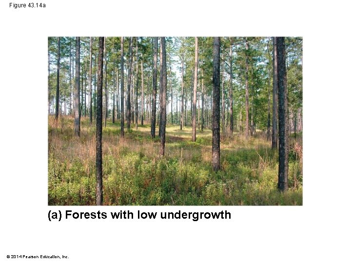 Figure 43. 14 a (a) Forests with low undergrowth © 2014 Pearson Education, Inc.