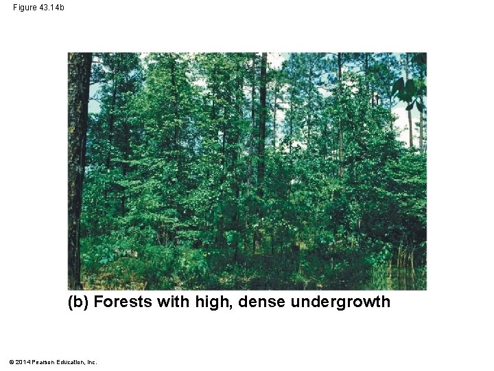 Figure 43. 14 b (b) Forests with high, dense undergrowth © 2014 Pearson Education,