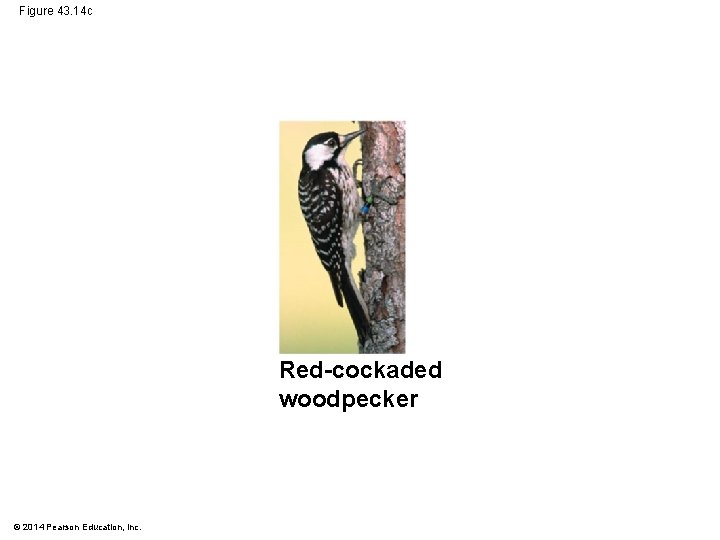 Figure 43. 14 c Red-cockaded woodpecker © 2014 Pearson Education, Inc. 