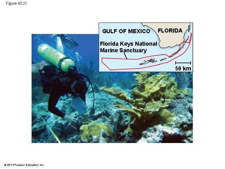 Figure 43. 21 GULF OF MEXICO FLORIDA Florida Keys National Marine Sanctuary 50 km