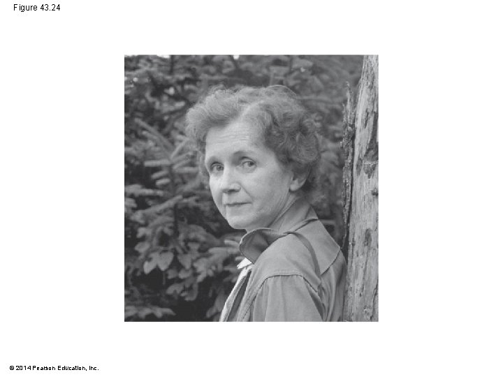 Figure 43. 24 © 2014 Pearson Education, Inc. 