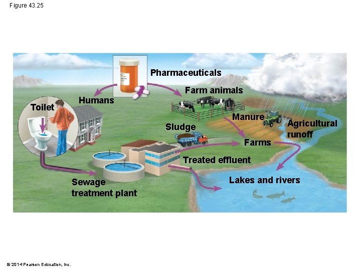 Figure 43. 25 Pharmaceuticals Toilet Humans Farm animals Sludge Manure Farms Agricultural runoff Treated