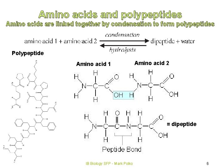Topic 2 Molecular biology 2 4 Proteins IB