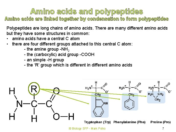 Topic 2 Molecular biology 2 4 Proteins IB