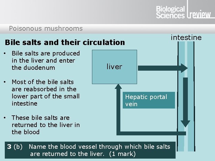 Poisonous mushrooms Bile salts and their circulation • Bile salts are produced in the