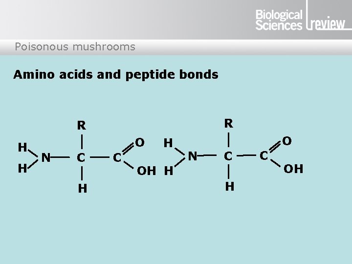 Poisonous mushrooms Amino acids and peptide bonds R R H H O N C